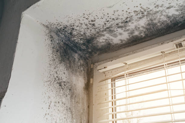 Affordable Mold Cleanup solutions in Everett, WA